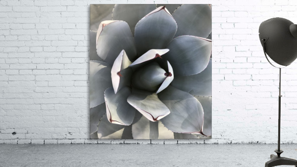Succulent Wall Preview