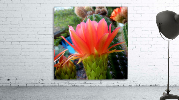 Cactus Flower Wall Preview