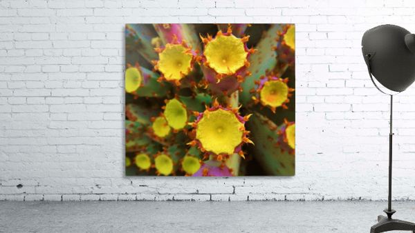 Cactus Flower Wall Preview