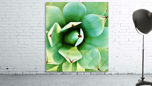 Succulent Wall Preview