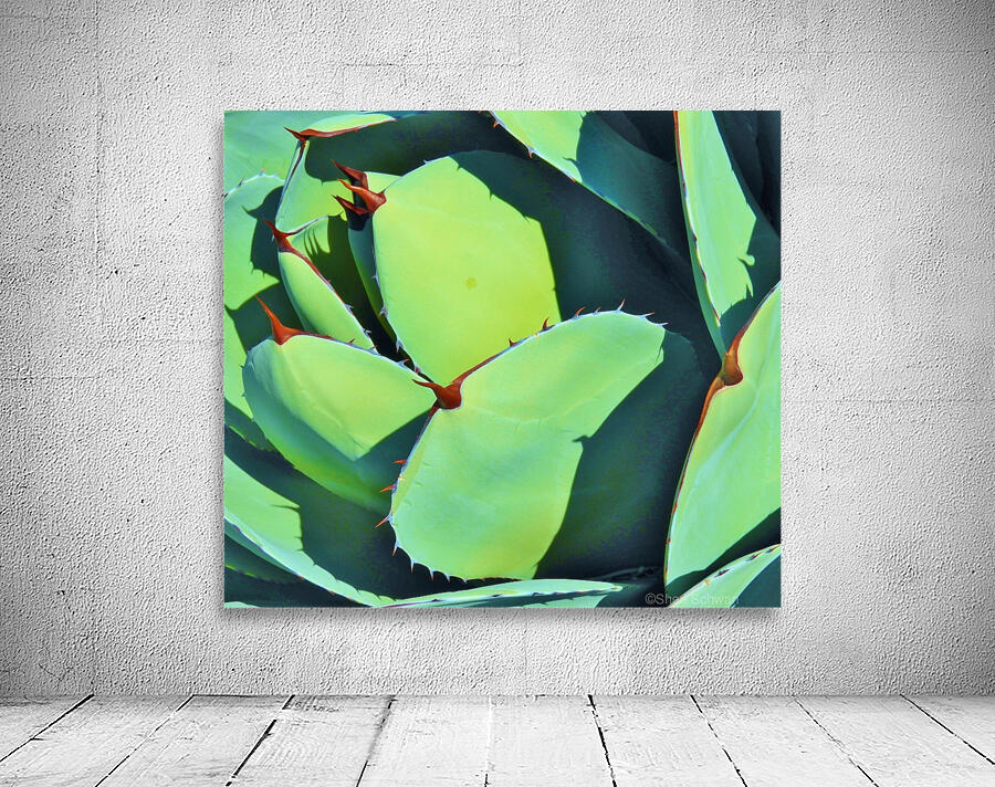 Succulent Wall Preview
