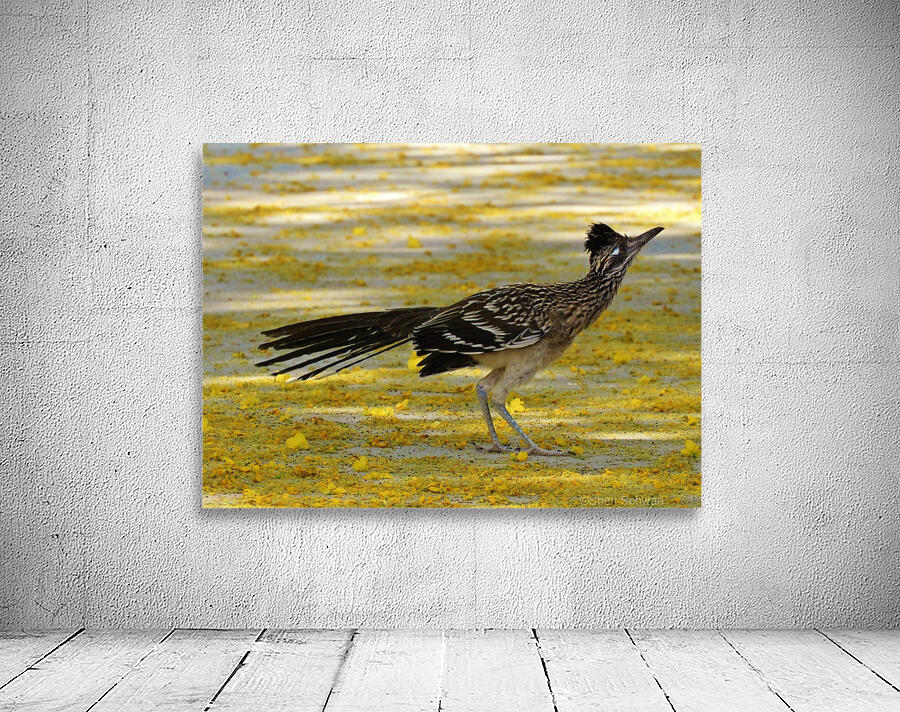 Roadrunner Wall Preview