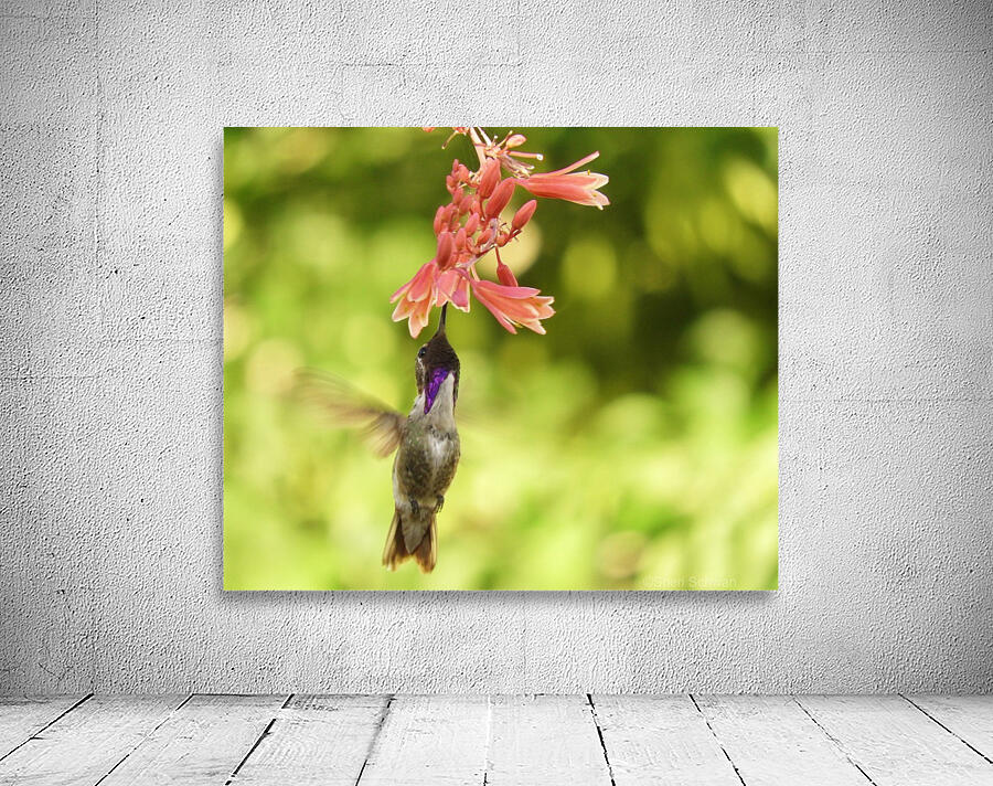 Hummingbird Wall Preview