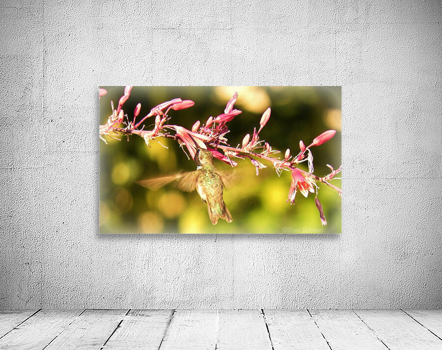 Hummingbird Wall Preview
