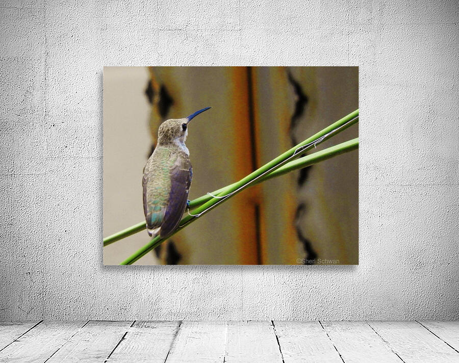 Hummingbird Perched Wall Preview
