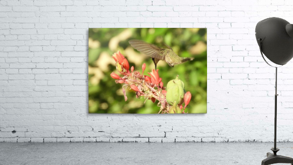 Hummingbird Feeding Wall Preview