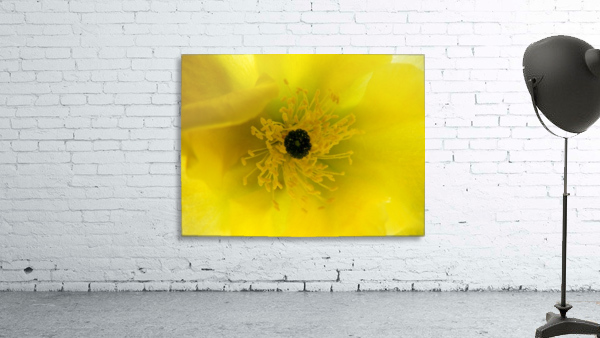 Yellow Cactus Flower Wall Preview