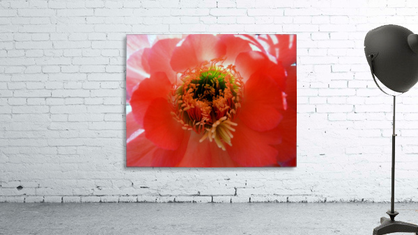 Red Cactus Flower Wall Preview