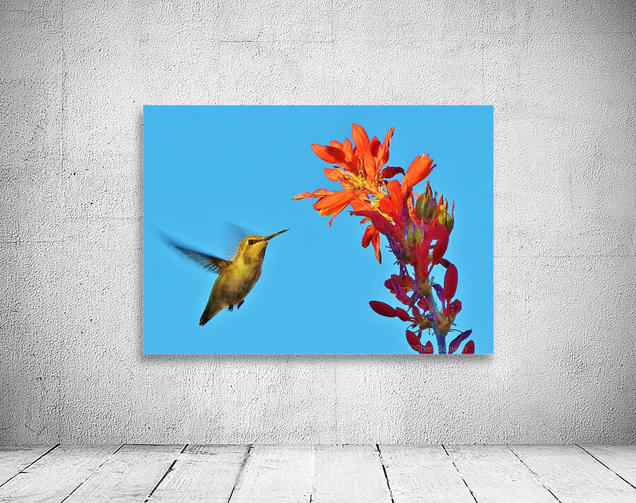 Hummingbird Flight Wall Preview