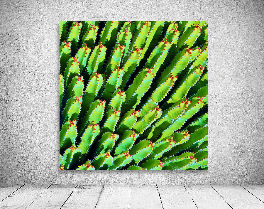 Cactus Wall Preview