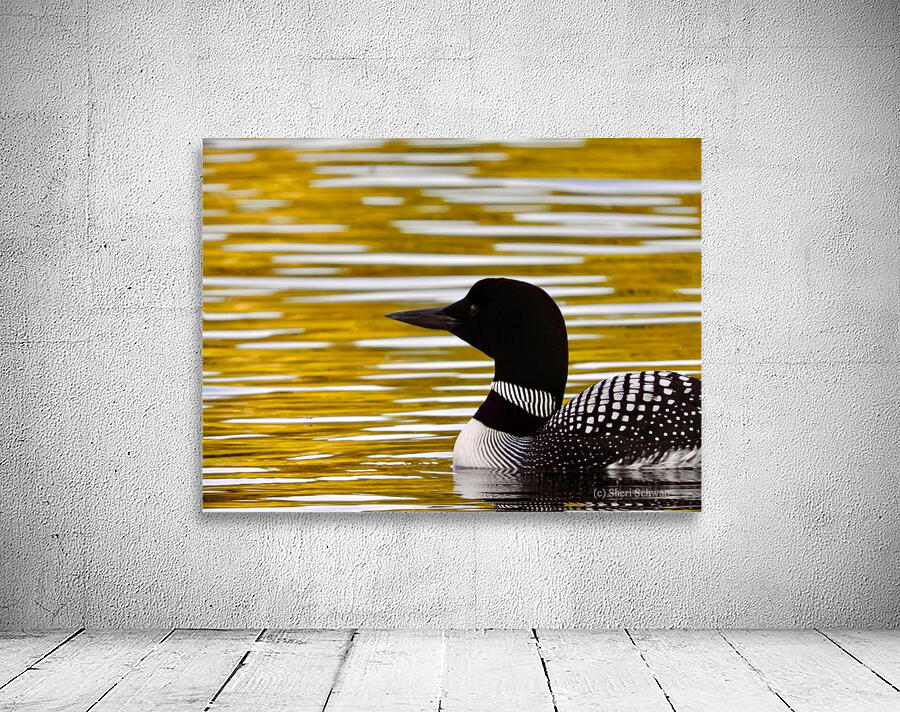 Northwoods Loon Wall Preview