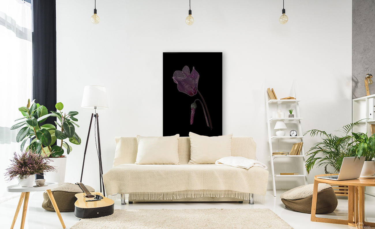 Cyclamen Reproduction
