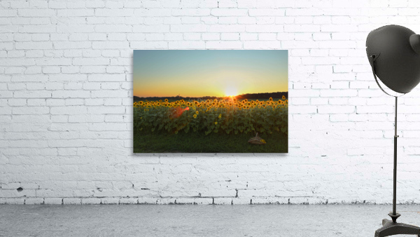 Sunflower Wall Preview