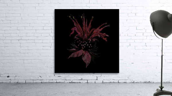 Bee Balm Wall Preview