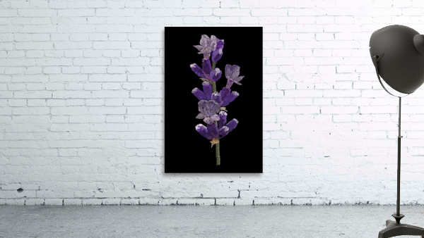 Lavender Wall Preview