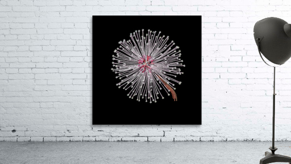 Mimosa Wall Preview