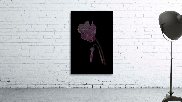 Cyclamen Wall Preview