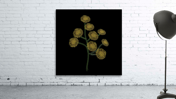 Tansy  Wall Preview
