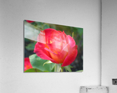 flower Acrylic Print