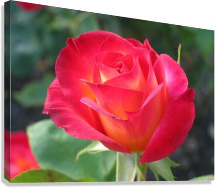 flower Canvas Print