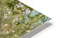 IMG_1465 HD Metal print