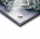 Snow Leopard Portrait Acrylic print