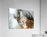 Tree Squirrel Red and Gray Acrylic Print