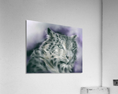 Snow Leopard Portrait Acrylic Print