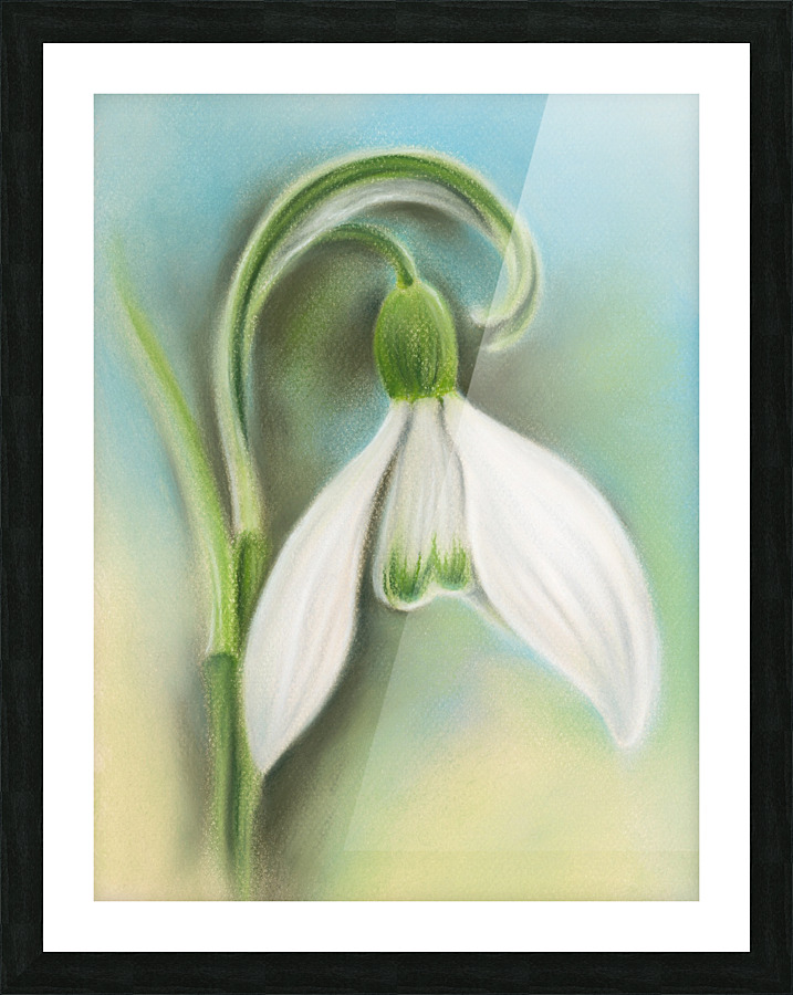 Snowdrop Single White Flower Picture Frame print