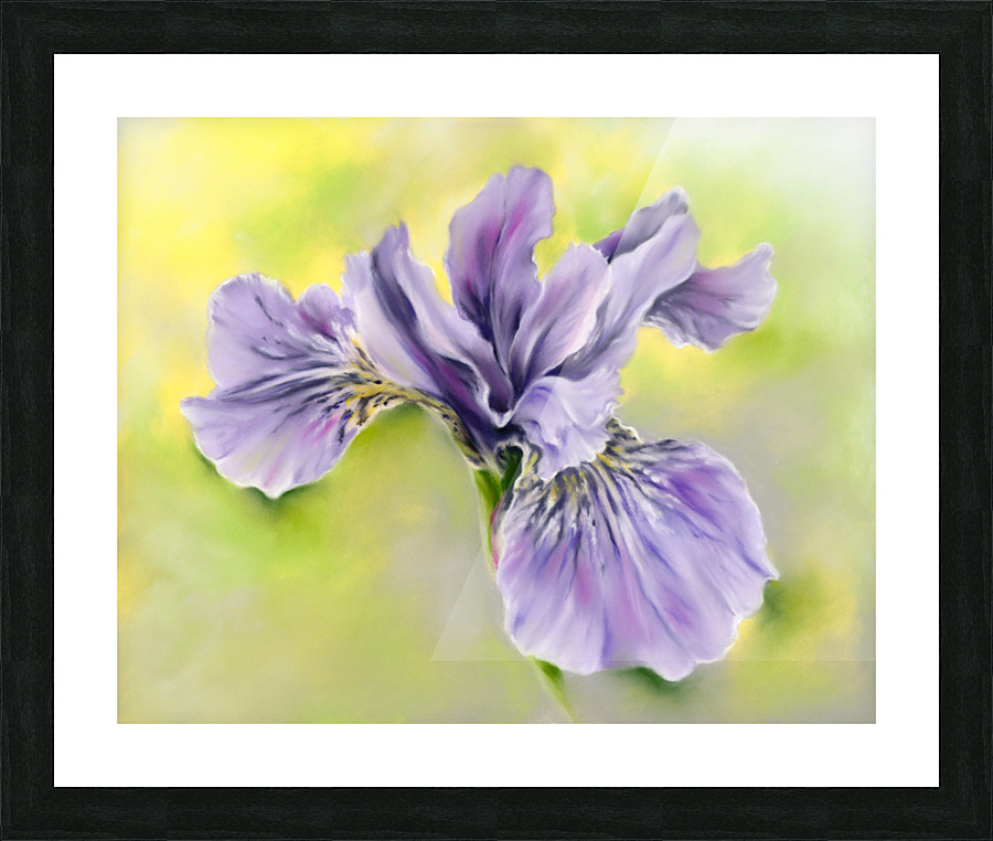 Single Siberian Iris Periwinkle Blue-Violet Picture Frame print