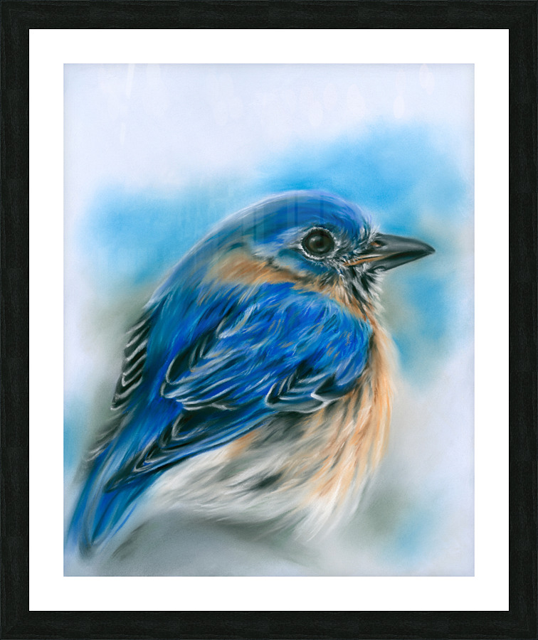 Bluebird in Winter Picture Frame print