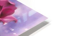 Rose Blossom on Purple HD Metal print