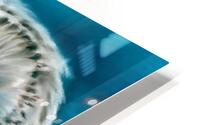 Ural Owl on Blue HD Metal print