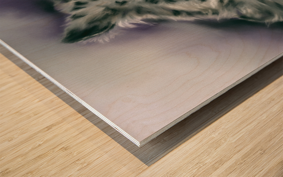 Snow Leopard Portrait Wood print