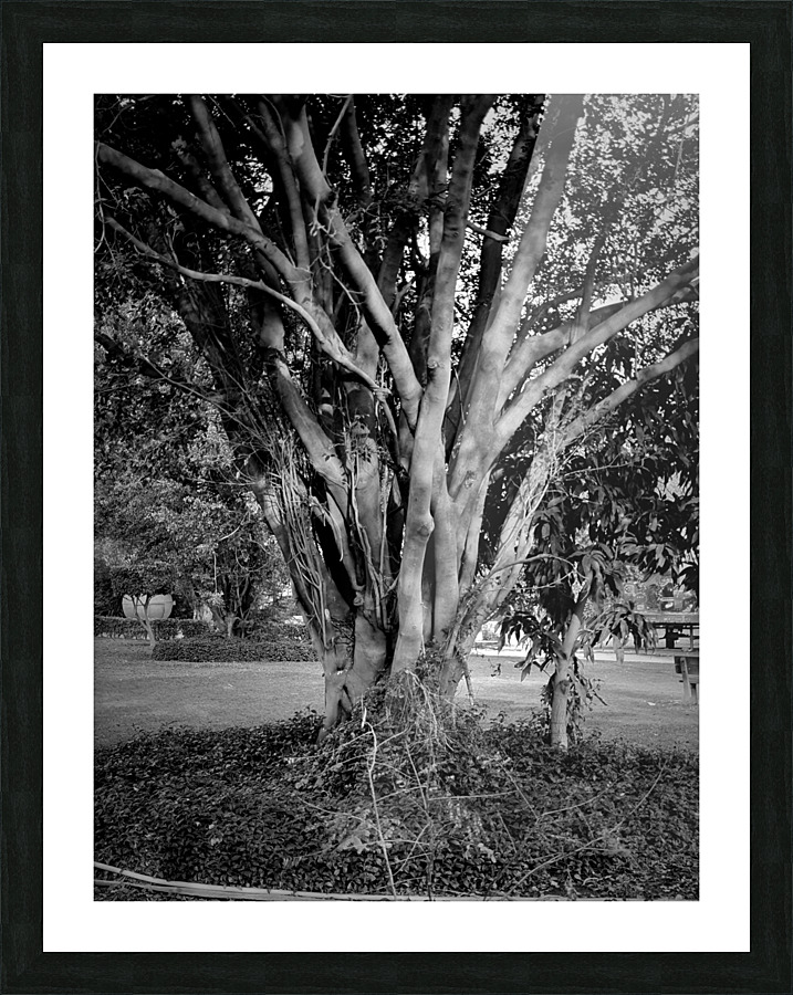 Tree trunk Picture Frame print