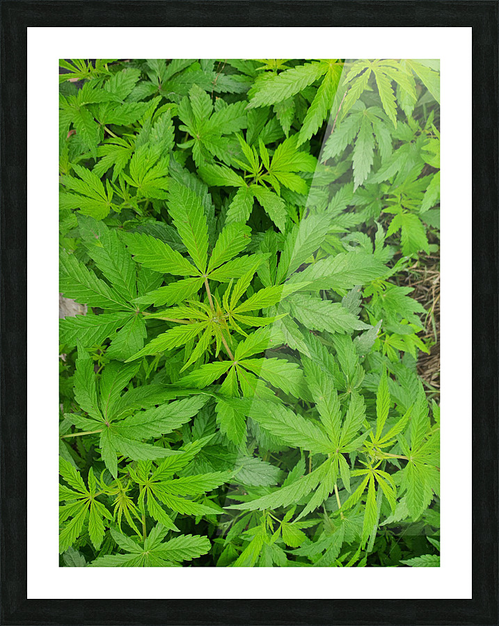 Green Leaves Picture Frame print
