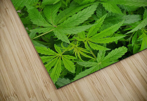 Green Leaves Moeez Ahmad puzzle