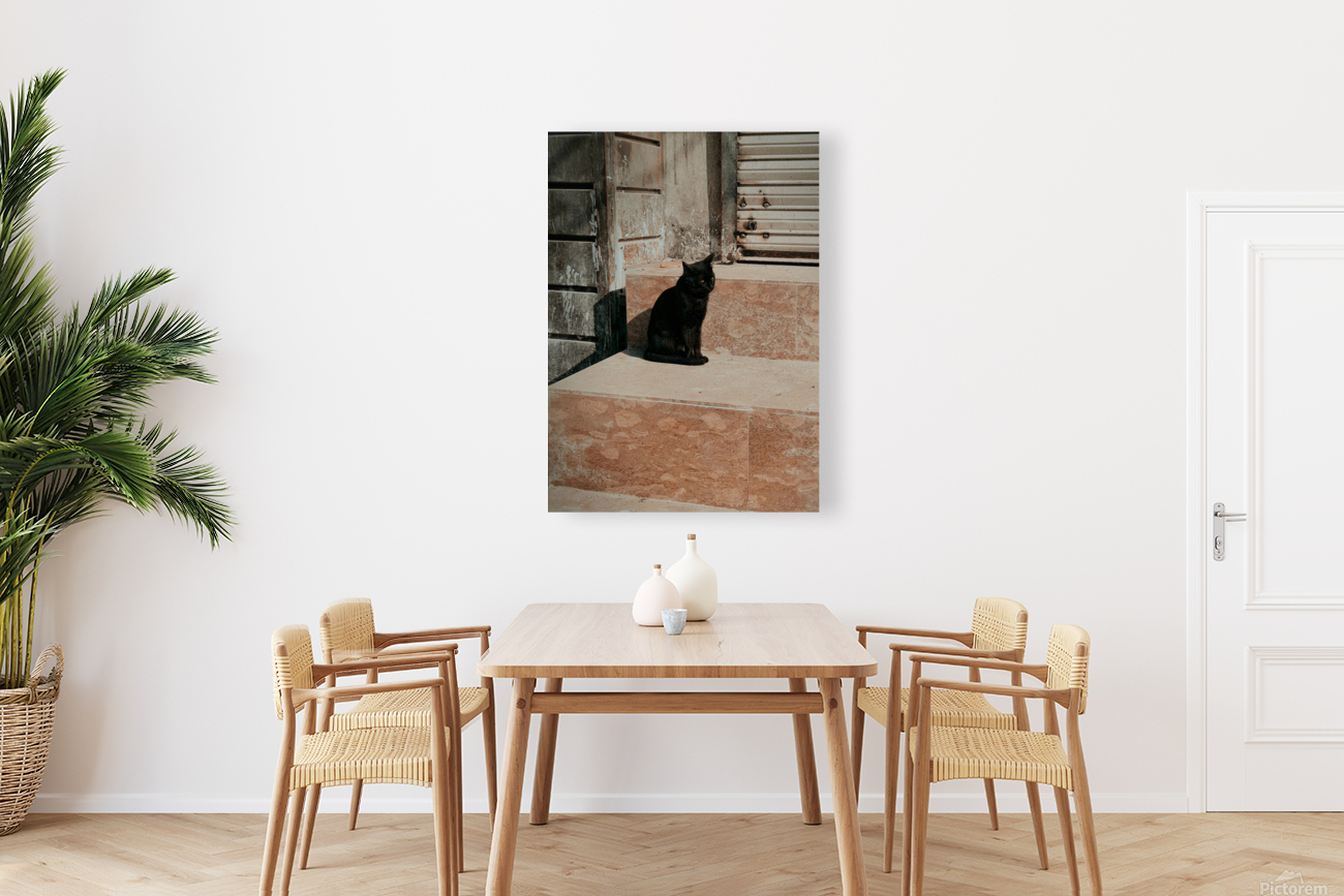 Black cat Reproduction