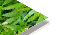Green Leaves HD Metal print