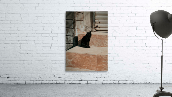 Black cat Wall Preview