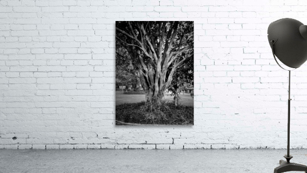 Tree trunk Wall Preview