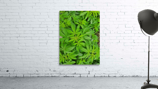 Green Leaves Wall Preview
