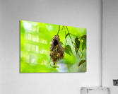 The Nest Acrylic Print
