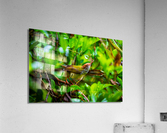 Little Bird Acrylic Print