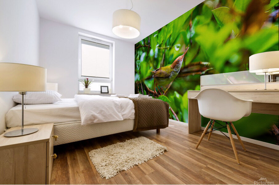 Little Bird Mural print