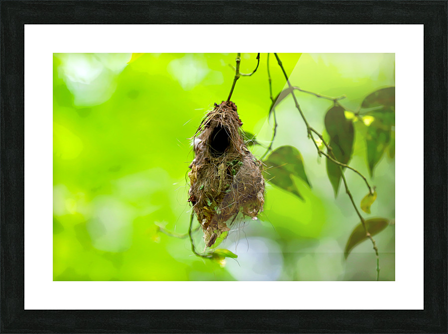 The Nest Picture Frame print