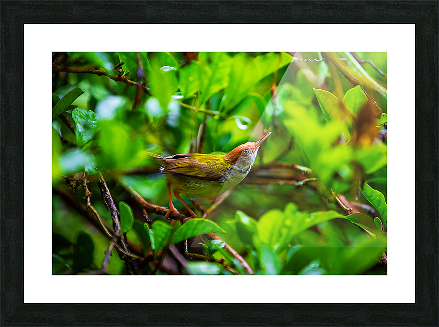 Little Bird Picture Frame print