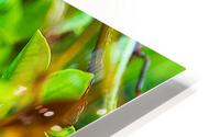 Little Bird HD Metal print