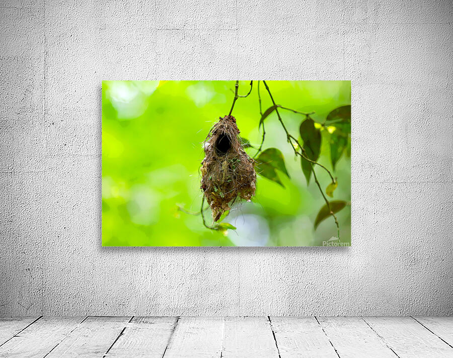 The Nest Wall Preview