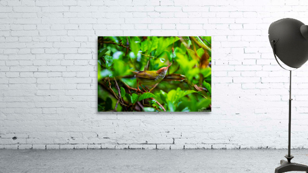 Little Bird Wall Preview